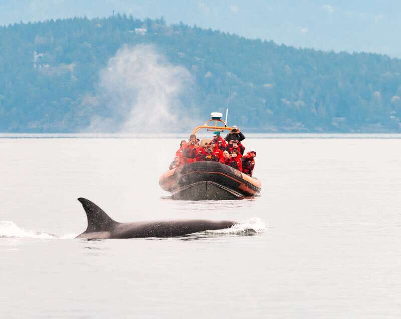 Victoria: 3-Hour Zodiac Whale-Watching Tour - FAQ