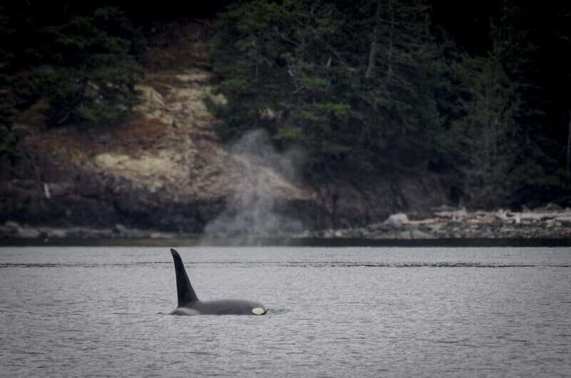 Victoria: 4-Day Tofino and Port Renfrew Tour with Flights - Exploring the 4-Day Tofino and Port Renfrew Tour