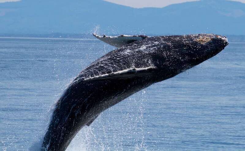 Victoria BC: 3 Hour Expedition Catamaran Whale Watching Tour - FAQ
