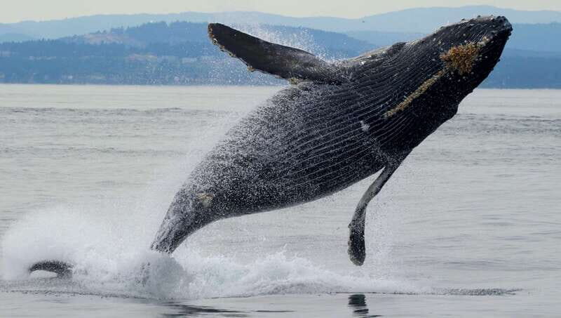 Victoria, BC: 3-Hour Ultimate Whale & Marine Wildlife Tour - Victoria, BC: 3-Hour Ultimate Whale & Marine Wildlife Tour