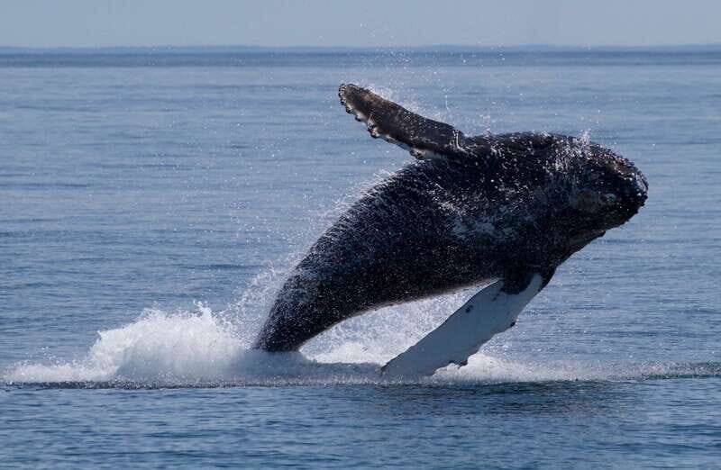 Victoria, BC: 3-Hour Ultimate Whale & Marine Wildlife Tour - Key Points