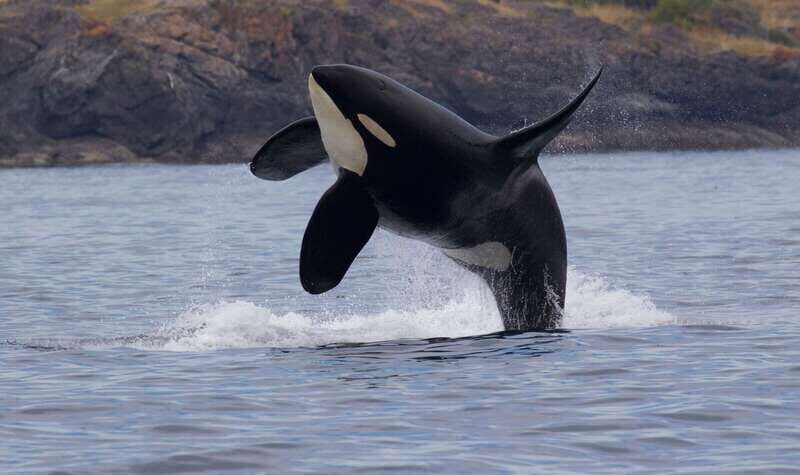 Victoria, BC: 3-Hour Ultimate Whale & Marine Wildlife Tour - The Vessel and Setting
