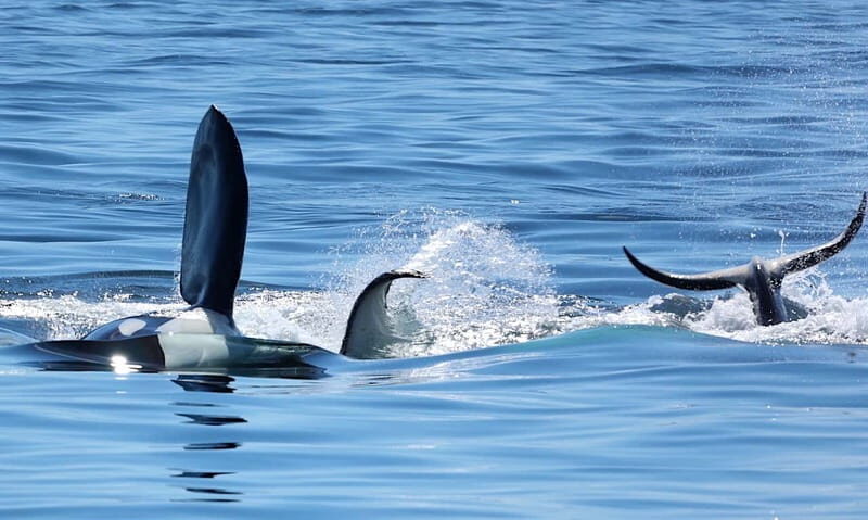 Victoria, BC: 3-Hour Ultimate Whale & Marine Wildlife Tour - Wildlife Encounters