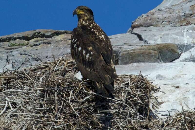 Victoria, BC: 3-Hour Ultimate Whale & Marine Wildlife Tour - Wildlife Sightings: The Reality Check
