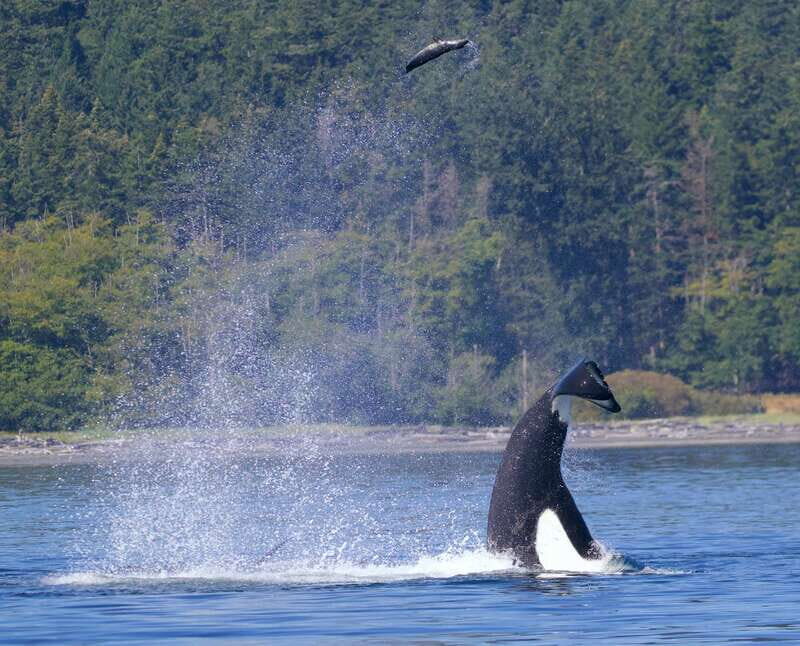 Victoria, BC: 3-Hour Ultimate Whale & Marine Wildlife Tour - The Value of a 3-Hour Wildlife Tour