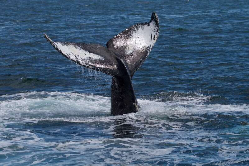 Victoria, BC: 3-Hour Ultimate Whale & Marine Wildlife Tour - The Sum Up