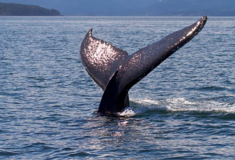 Victoria, BC: Sunset Whale Watching Tour - An In-Depth Look at the Sunset Whale Watching Adventure