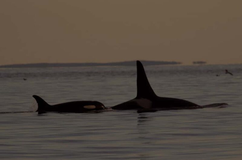 Victoria, BC: Sunset Whale Watching Tour - Practical Tips for Travelers