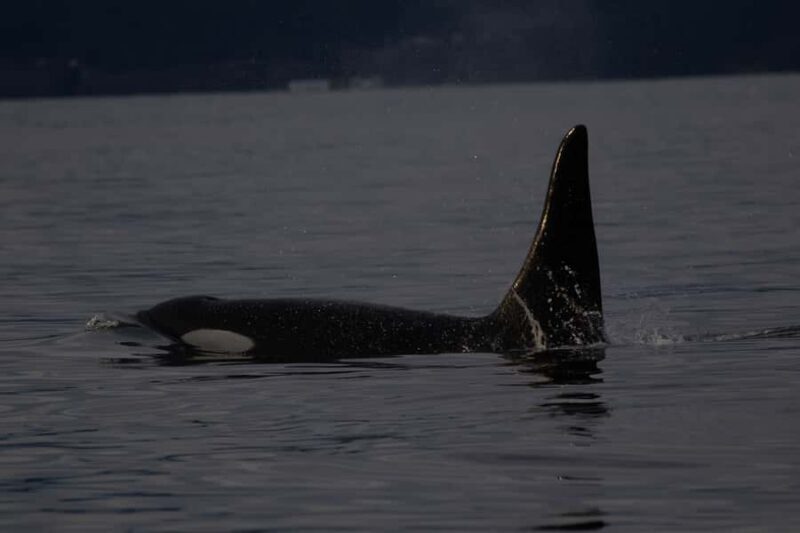 Victoria, BC: Sunset Whale Watching Tour - FAQ