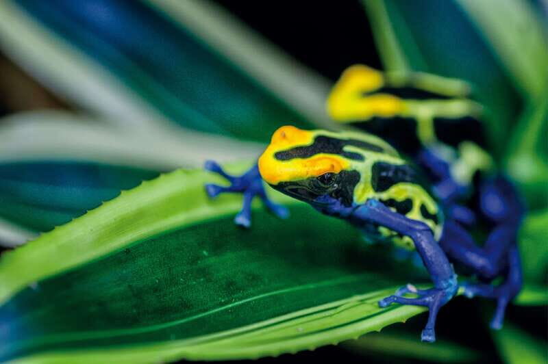 Victoria: Butterfly Gardens Admission Ticket - Experience the Magic of Victoria Butterfly Gardens