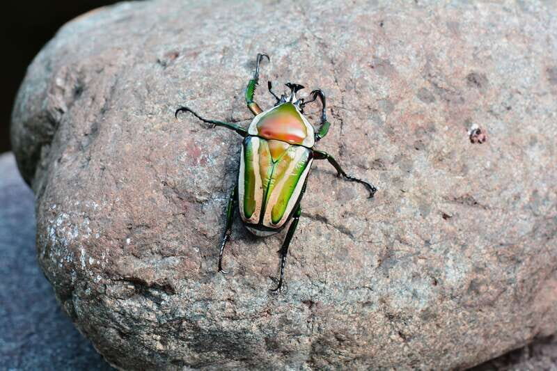 Victoria: Butterfly Gardens Admission Ticket - FAQ