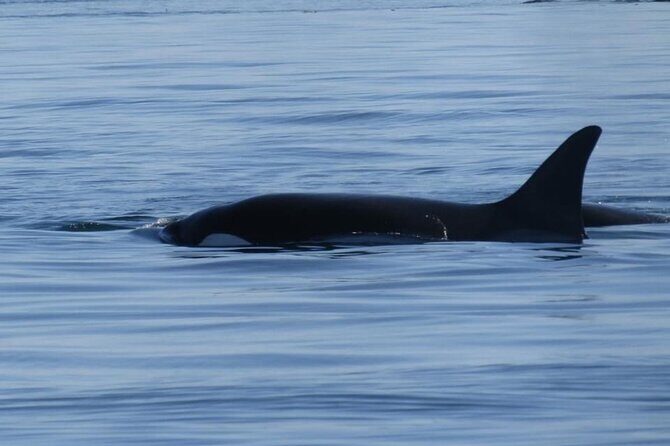 Victoria Highlights & Whale Watching Tour - Exploring the Itinerary in Detail