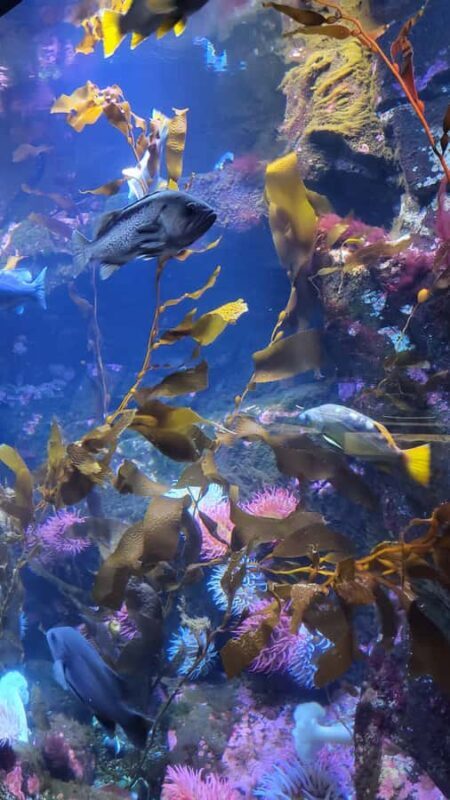 Victoria; Peninsula Butchart Garden, Aquarium and Rainforest - Key Points