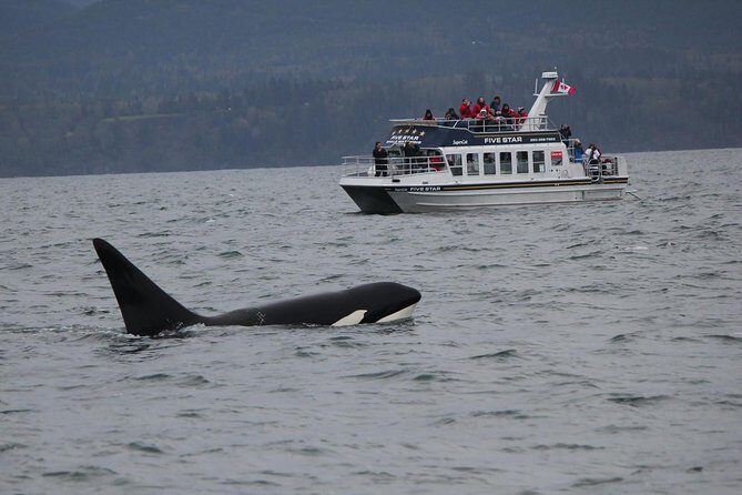 Victoria Shore Excursion: Whale-Watching Cruise with Expert Naturalist Guides - Key Points