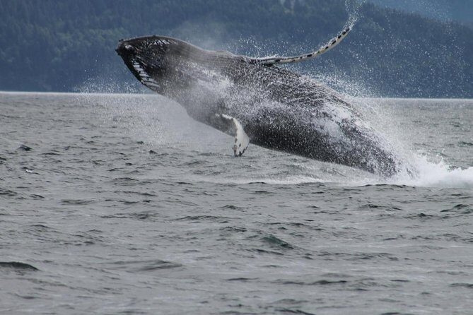 Victoria Shore Excursion: Whale-Watching Cruise with Expert Naturalist Guides - What Sets This Tour Apart