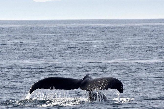 Victoria Shore Excursion: Whale-Watching Cruise with Expert Naturalist Guides - The Sum Up