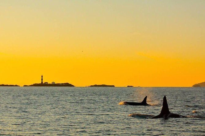 Victoria Sunset Whale-Watching Cruise - FAQ: Your Practical Questions Answered