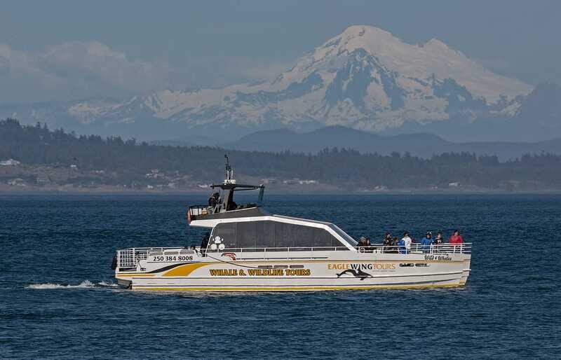 Victoria: Sunset Whale Watching Tour on Semi-Covered Boat - Why This Tour Offers Great Value
