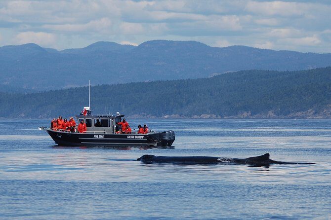 Victoria Ultimate Marine Whale & Wildlife Tour - Who Should Book This Tour?