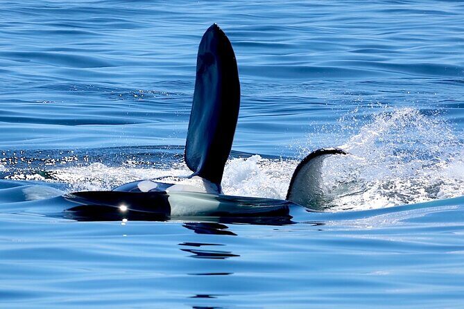 Victoria Ultimate Marine Whale & Wildlife Tour - FAQ