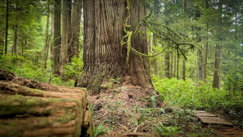 Victoria West Coast Wildlife, Old Growth and Waterfalls - The Sum Up