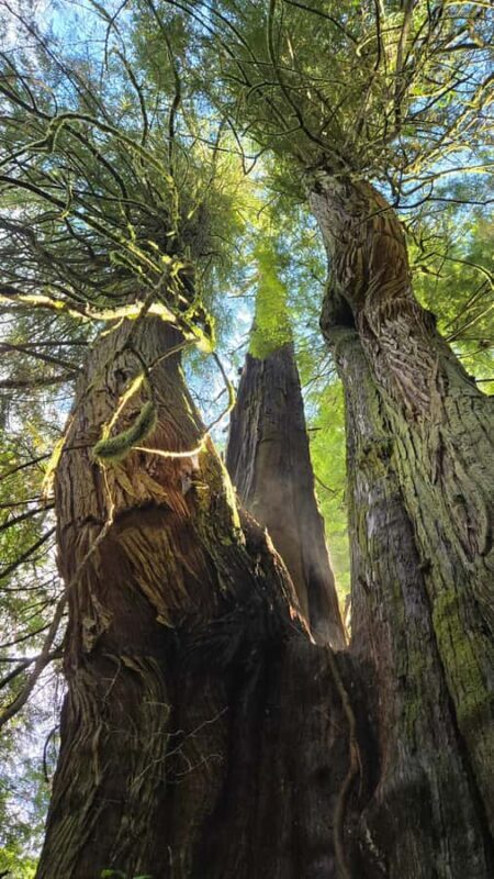 Victoria West Coast Wildlife, Old Growth and Waterfalls - FAQ