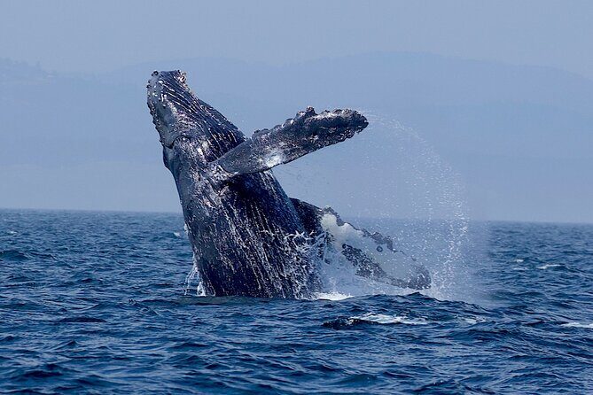 Victoria Whale Watching Cruise with Expert Naturalists - The Sum Up: Who Should Consider This Tour?