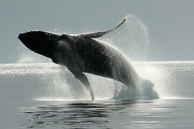 Victoria Whale Watching Cruise with Expert Naturalists - FAQ