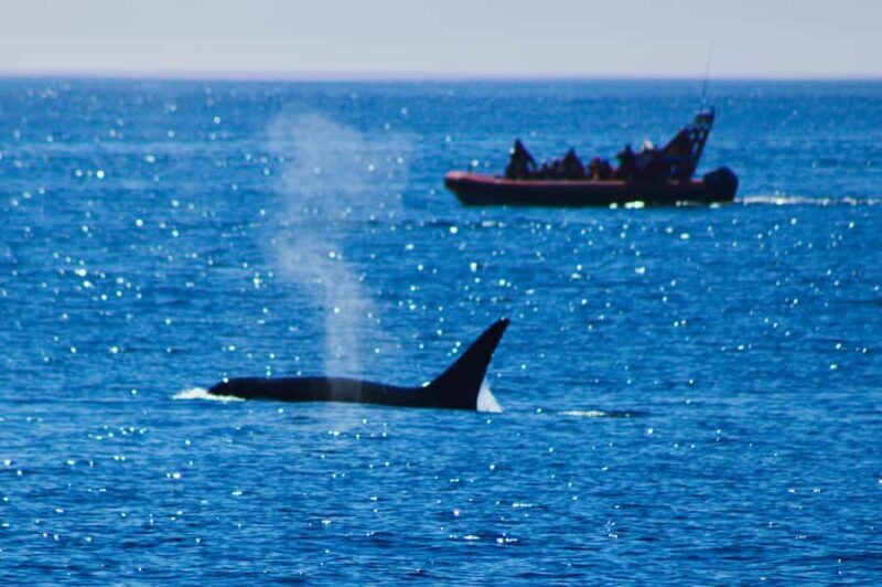 Victoria: Whale Watching Marine Wildlife Excursion Zodiac - Key Points