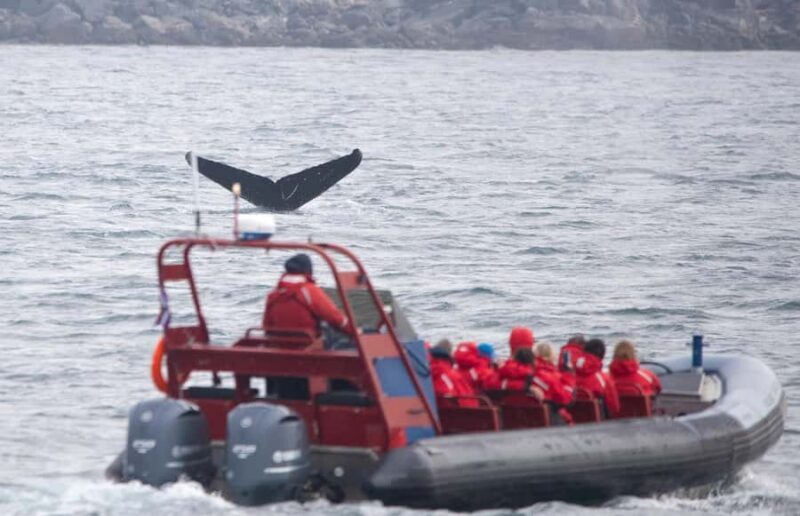 Victoria: Whale Watching Marine Wildlife Excursion Zodiac - An In-Depth Look at the Experience