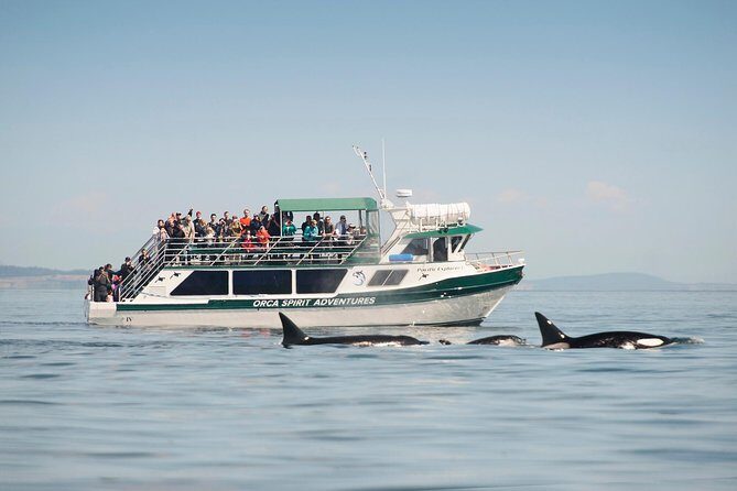 Victoria Whale Watching Tour on a Covered Vessel - An In-Depth Look at the Victoria Whale Watching Experience