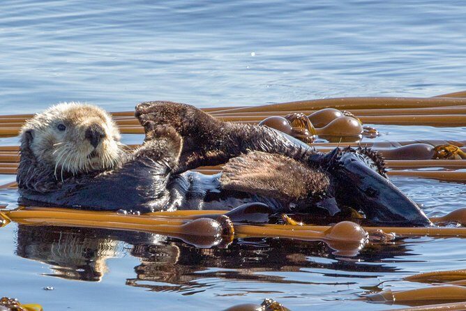 Victoria Whale Watching Tour on a Covered Vessel - Who Should Book This Tour?