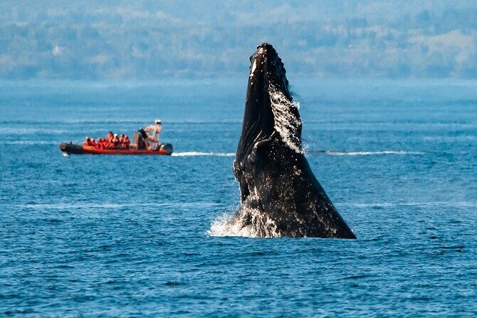 Victoria: Winter Whale Watching & Marine Wildlife Tour - Key Points