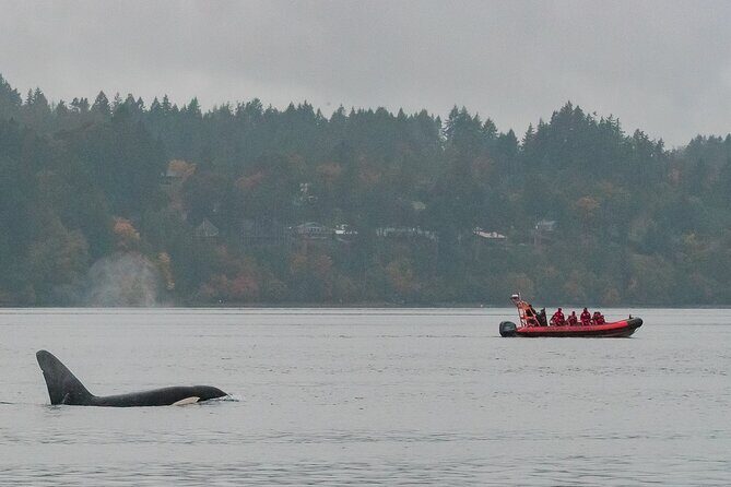 Victoria: Winter Whale Watching & Marine Wildlife Tour - Exploring the Victoria Marine Wildlife Tour