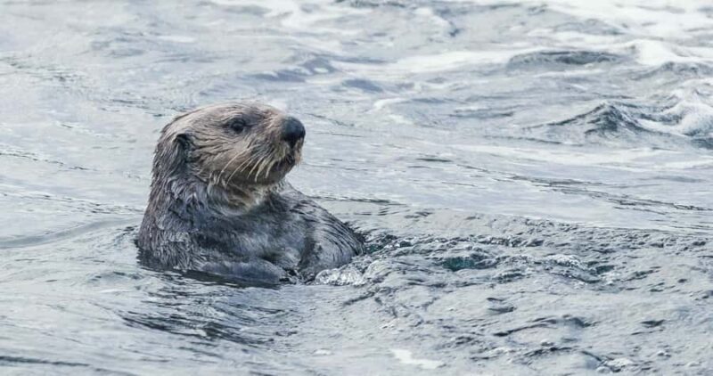 Victoria: Winter Wildlife Tour with Hot Drinks - Victoria: Winter Wildlife Tour with Hot Drinks