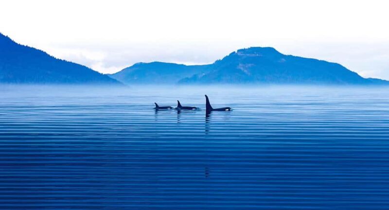 Victoria: Winter Wildlife Tour with Hot Drinks - Practical Details and Tips