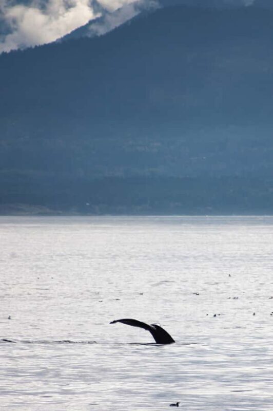 Victoria: Winter Wildlife Tour with Hot Drinks - The Sum Up