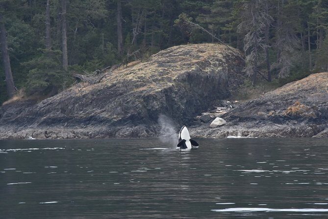 Victoria Zodiac Whale Watching Adventure - Who Should Consider This Tour?