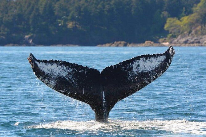 Victoria Zodiac Whale Watching Adventure - FAQ: Your Practical Questions Answered
