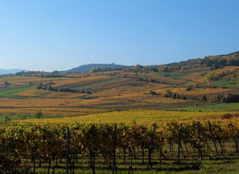 Vienna: Full-Day Vienna Woods Wine Tasting Tour - Final Thoughts