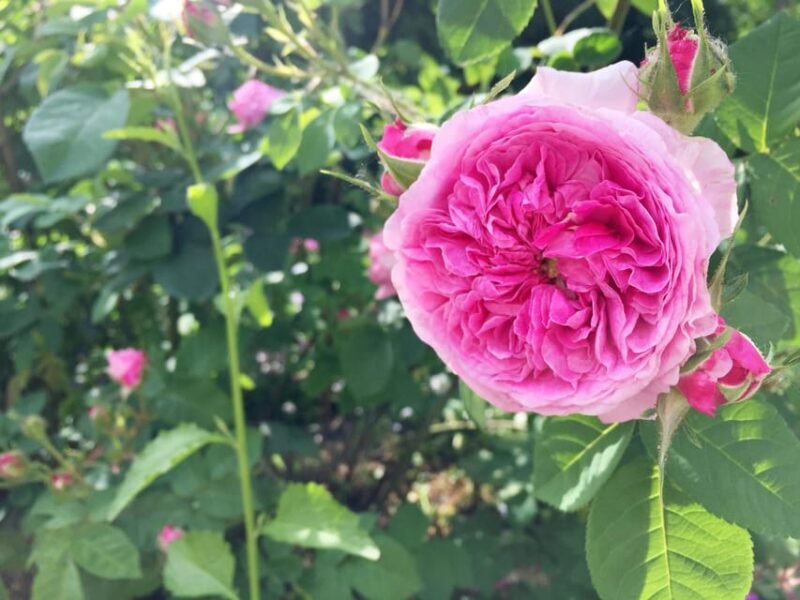 Vienna: Klimt Villa (Gustav Klimt Atelier & Museum) Ticket - Final Thoughts