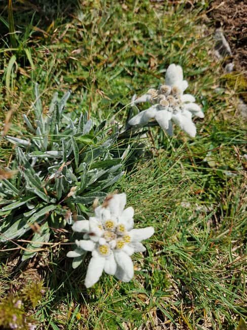 Vienna: Rax Mountain Hiking Tour with Guide and Transfer - The Sum Up