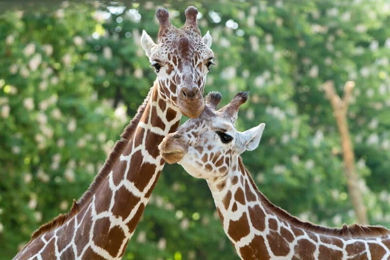 Vienna: Skip-the-line Tickets for Schönbrunn Zoo - Key Points