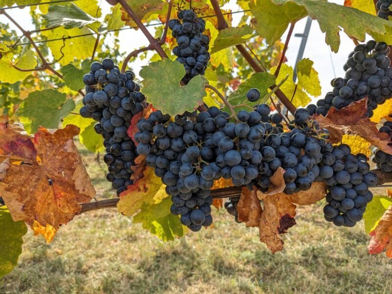 Vienna: Small-Group Wine Tasting Tour - Key Points