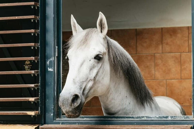 Vienna: Spanish Riding School Guided Architectural Tour - Practical Details and Tips