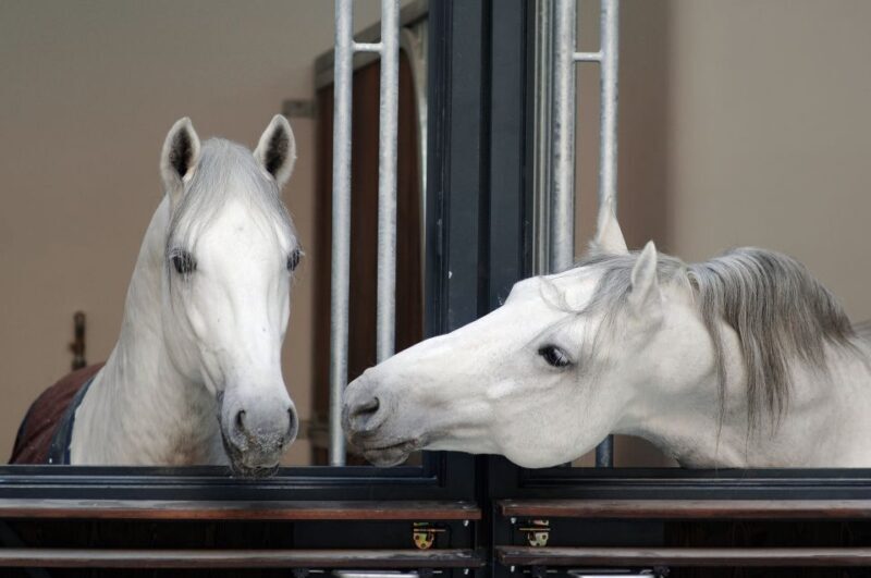 Vienna Spanish Riding School Guided Tour - The Sum Up