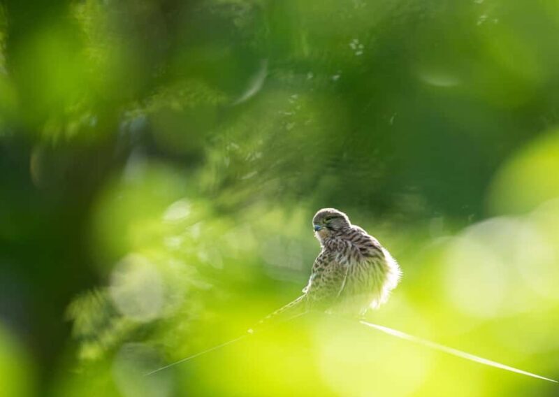 Vienna: Urban Birding  Guided bird watching tour in the big city! - Exploring Vienna’s Urban Birding Tour in Detail