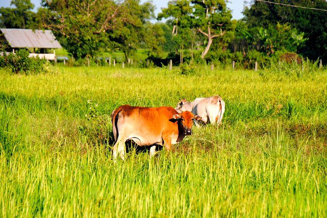 Vientiane Day Trip By Bike To Tad Moon Waterfall - A Full Day of Adventure Near Vientiane: Cycling, Waterfalls, and Kayaking