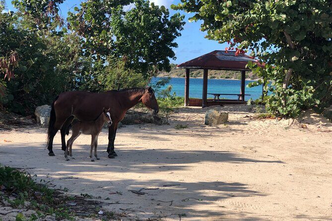 Vieques Island Rich History Tour - An honest, detailed look at the Vieques Island Rich History Tour