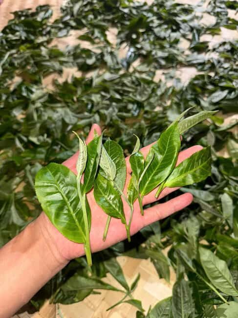 Vietnam Tea Tasting & Train Street & Lunch (Buncha & Banhmi) - The Sum Up